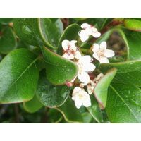 Rhaphiolepis umbellata alb.27 1/4 tige arbuste persistant compact