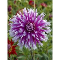 Dahlia cactus Spider 'Table Dancer' Bulbe calibre I