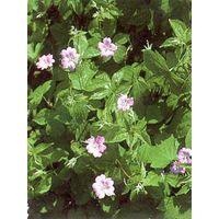 Géranium vivace noueux Godet de 8/9 cm
