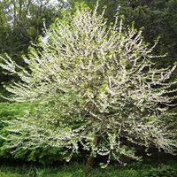 Arbre aux cloches d'argent - Halesia carolina - 30-40 cm pot