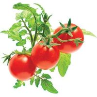 EMSA CLICK & GROW TOMATE CERISE (M5260500) CLICK AND GROW