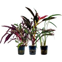Pflanzen Set mit 3 Terrarienpflanzen Nr.276