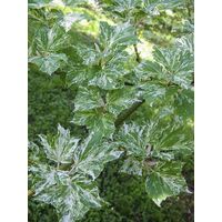 Érable à peau de serpent 'Albolimbatum' Pot de 12L/15L