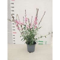 PIANTA DI GAURA LINDHEIMERI IN VASO 14 COLORI ASSORTITI