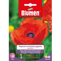 Semi Blumen papavero orientale scarlatto