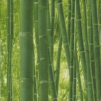 Bamboo Wall Green Wallpaper Naturistic Jungle Stylish Modern Feature Wall