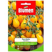 Gelbe Birnen-Tomatensamen im Umschlag