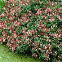 Chèvrefeuille des bois tardif 'Serotina' – Fleurs parfumées rouge et jaune – Feuillage brillant vert moyen – 50-60 cm pot – Everspring
