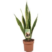 Sansevieria Trifasciata Laurentii Plante d’Intérieur Légèrement Dépolluante Feuillage Vert et Jaune Pot 17 cm Hauteur 60 cm - PANGIVO