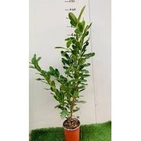 Vivaio Garden Forest – Laurocerasus (Prunus Laurocerasus) arbuste 100cm – Feuillage vert brillant – Résistant aux basses températures – Pour haies et espaces variés