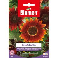 SEMI GIRASOLE RED SUN BLUMEN