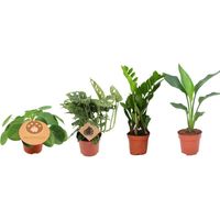 Coffret de 4 Plantes d’Intérieur Variées Monstera Strelitzia Zamioculcas Pilea Pots 12 cm - PANGIVO