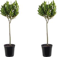 Bloomique – Lot de 2 – Laurus Nobilis – Laurier sur tige – Plantes de jardin – Rustique – 80-100 cm de haut – Pot 21 cm