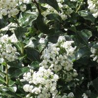Escallonia 'Iveyi' - 60-80 cm pot