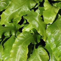 Langue de cerf - Asplenium scolopendrium 10 cm Godet 9cm