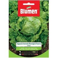 Blumen Wintermützensalatsamen