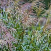 Roseau de Chine Ferner Osten 30cm Pot 3L - Miscanthus sinensis Ferner Osten