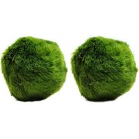 2 Large Marimo Moss Balls, Always Fresh Live Aquarium Plant, Cladophora aegagropila