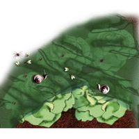 Red de insectos