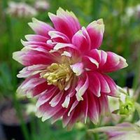 4 x Ancolie - Aquilegia 'Nora Barlow' - godet 9x9 cm