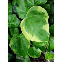 Lierre de Colchide 'Dentata Variegata' Pot de 2L/3L