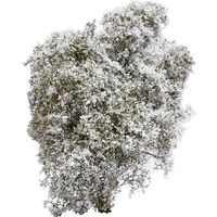 Busch 3585 Cespuglio primavera Bianco, Fiorente