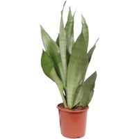 Sansevieria Moonshine Plante d’intérieur feuillage vert argenté pot 17 cm hauteur 60 cm - PANGIVO