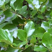 Griselinie du littoral - Griselinia littoralis - 60-80 cm pot