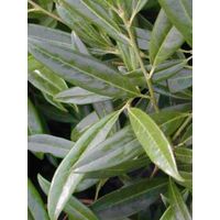 Laurier-Cerise, Laurier palme 'Zabeliana' Pot de 2L/3L