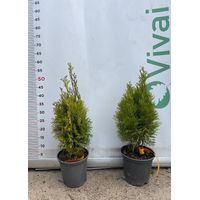 PIANTA DI THUJA NANA AUREA VASO 17 CM (foto reale) TUIA ORNAMENTALE