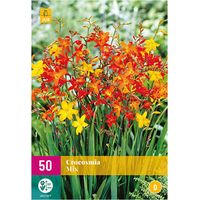 MELANGE DE 50 CROCOSMIA Multicolore