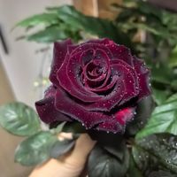 1000 Stück Schwarze Rose Samen Mix – Black Rose Seeds Blumensamen Garten mit Dünger