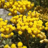 4 x Immortelle à odeur de curry - godet 9x9 cm