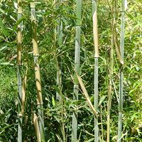 Bambou géant - Phyllostachys bissetii - 60- 80 cm pot