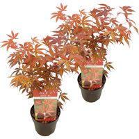 Bloomique - Lot de 2 - Acer palmatum Atropurpureum - Érable du Japon - Feuillage pourpre - Résistant au froid - 40-50 cm de Haut - Pot 15 cm