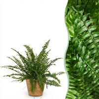 Fougère de Boston Nephrolepsis Green Lady Plante d'intérieur avec Panier Pot 12cm Hauteur 25cm - PANGIVO