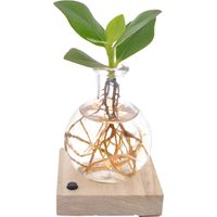 Clusia plante d’intérieur décorative avec LED, feuillage distinctif, pot 5 cm, hauteur 10 cm - PANGIVO