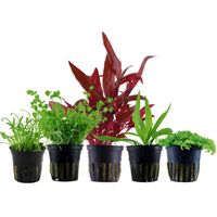 Pflanzen Set mit 5 Vordergrund Wasserpflanzen Nr.138