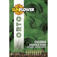 Sementi Cicoria Grumulo Verde Sunflower