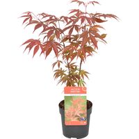 Acer palmatum Atropurpureum – Érable du Japon – Feuillage pourpre – Résistant au froid – Hauteur 25-30 cm – Pot 10,5 cm