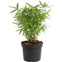Bloomique - Fargesia Rufa - Plante bambou - Non rampante - Rustique - Persistante - Plante de Jardin - 20-40 cm hauteur - Pot 14 cm