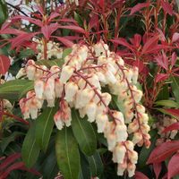 Andromède du Japon 'Mountain Fire' - 20-30 cm pot