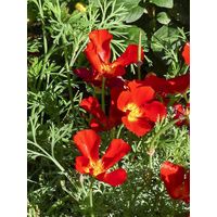 Pavot de Californie 'Red Chief ' le sachet de 550 graines (1g)