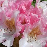 Rhododendron 'Bashful' - 60-80 cm pot