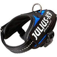 Julius Arn’ © s pour chien IDC Bb 1 bleu