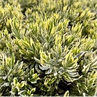 Lavandula Variegata Dentata Lavandula Variegata Pot 19cm Nouveauté aromatique