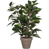 Ficus Natasja Avec Pot D11.5cm - 40x30cm