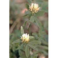 Trèfle d'Alexandrie Trifolium alexandrinum MIRIAM 1 kg Légumineuses Trèfles semences Trèflesa