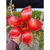 Pianta Ceiba Bombax, H70cm, foto reali