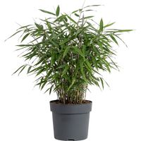 Bloomique - Fargesia Asian Wonder - Plante bambou - Non envahissante - Plante de Jardin - Plante haie - 20-40 cm haut - Pot 14 cm